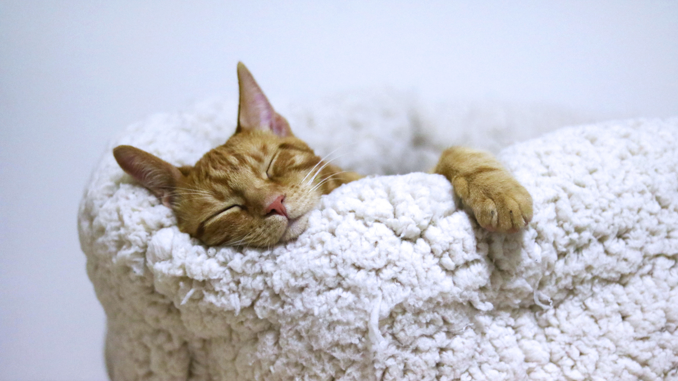 Gato durmiendo